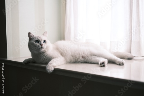 white cat on window sill