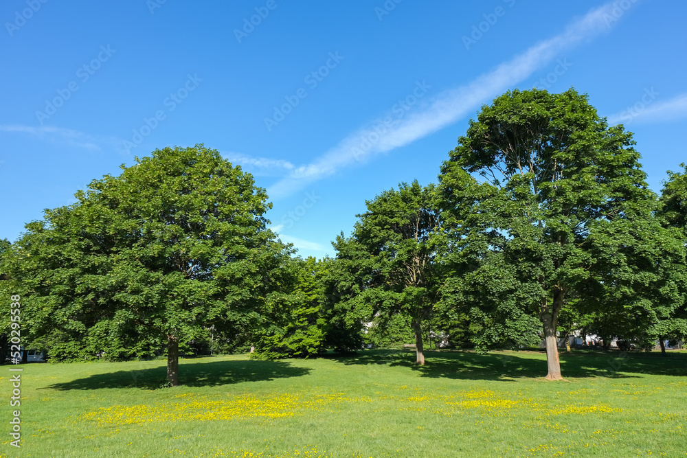 Trees and green grass in the city park, With Blue Sky, great as a background. Spring Nature, copy space.