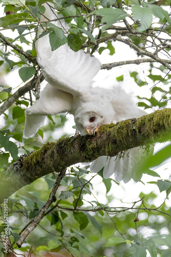 Leucistic Barred Owl © Feng Yu