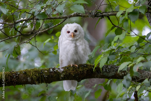 White Leucistic Barred Owl bird