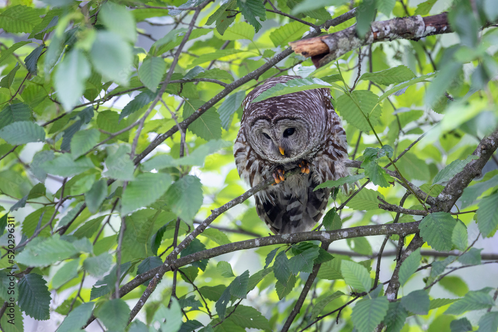 Fototapeta premium Barred Owl bird