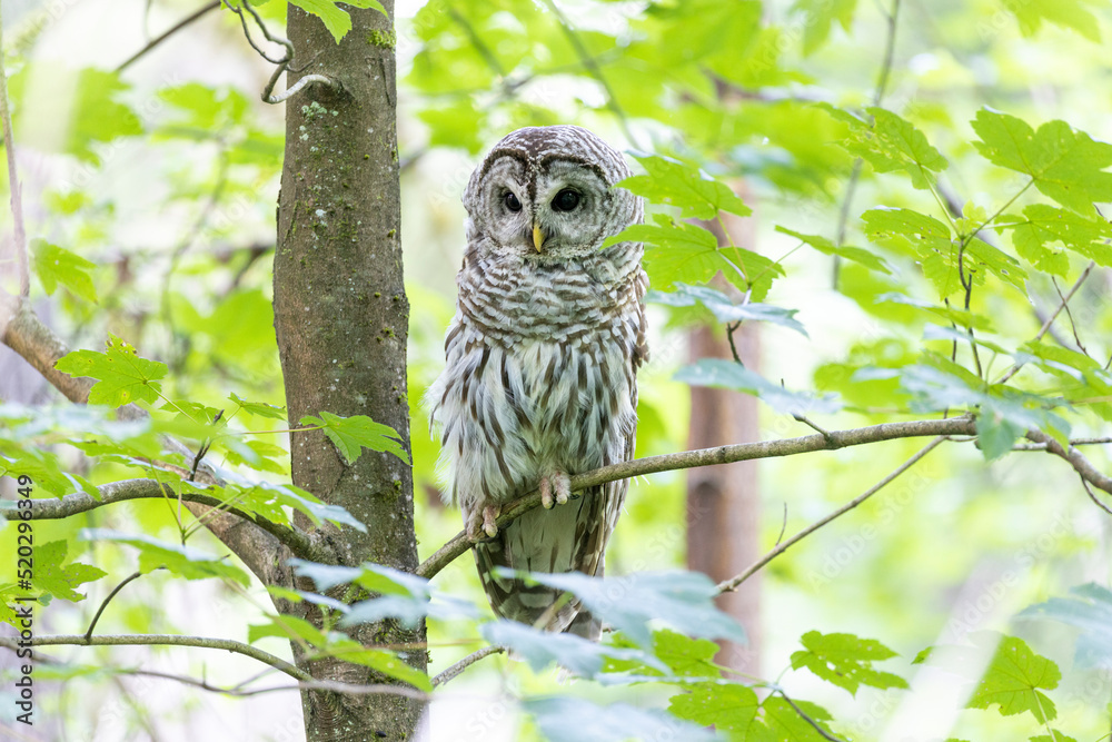 Fototapeta premium Barred Owl bird