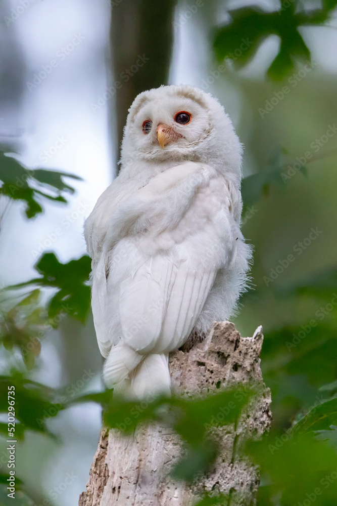 Obraz premium Leucistic Barred Owl