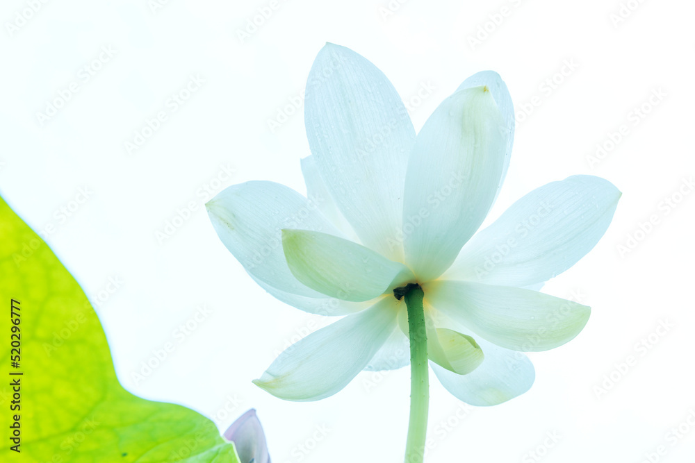 Fototapeta premium 연꽃