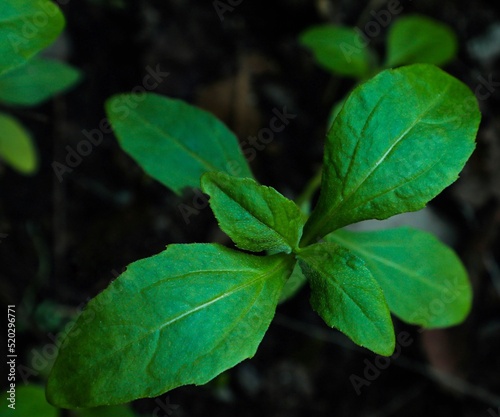 Closeup of Eclipta prostrata. Yerba de tago. False daisy. Bhringraj plant. Karisalankanni. Herbal plant.