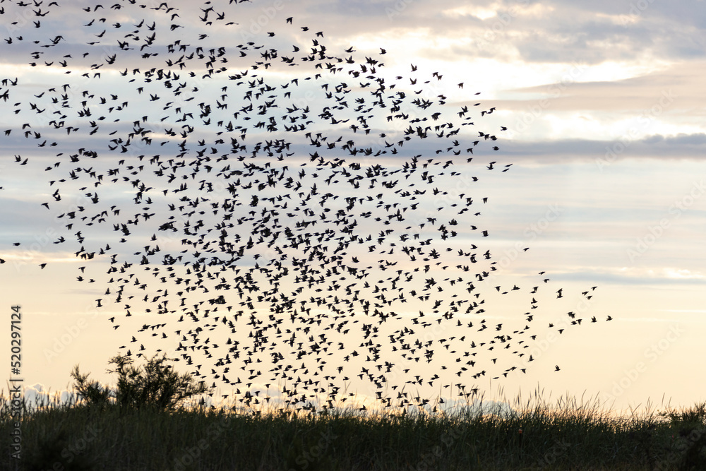 starlings murmuration bird