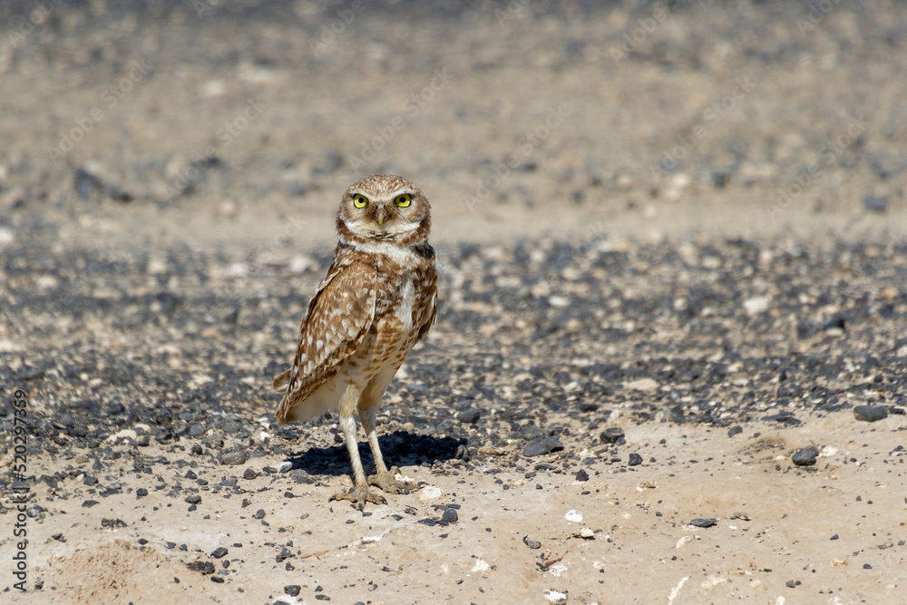burrowing owl bird