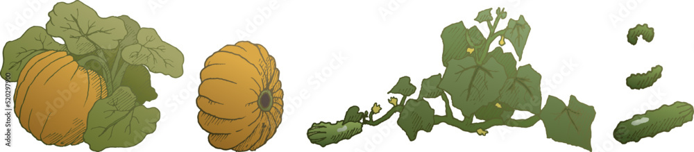Obraz premium Set of illustrations of bushes of pumpkins and cucumbers. Vegetables harvested from the garden. Ready to use eps10 for your design