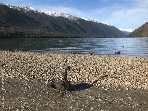Swans and ducks at Lake Rotoiti St Arnaud Nelson Lakes NZ
