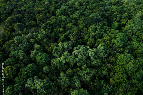 aerial view of dark green forest Abundant natural ecosystems of rainforest. Concept of nature forest preservation and reforestation. 