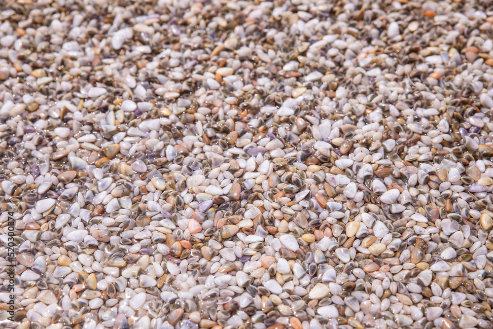 海辺に転がっている小さな貝殻 shell 海辺に転がっている小さな貝殻 shell