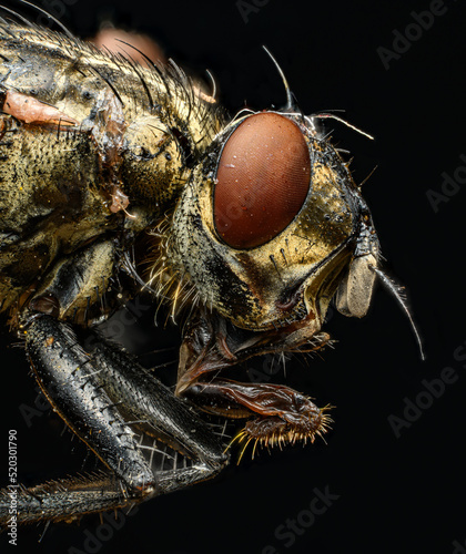 tiny fly in ultra macro magnification
