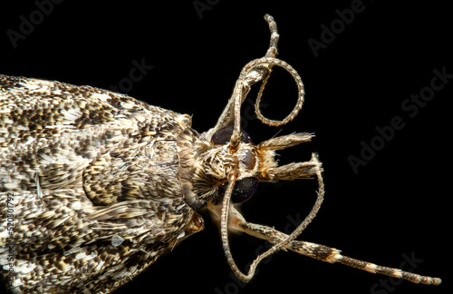 extreme detail of a moth on black