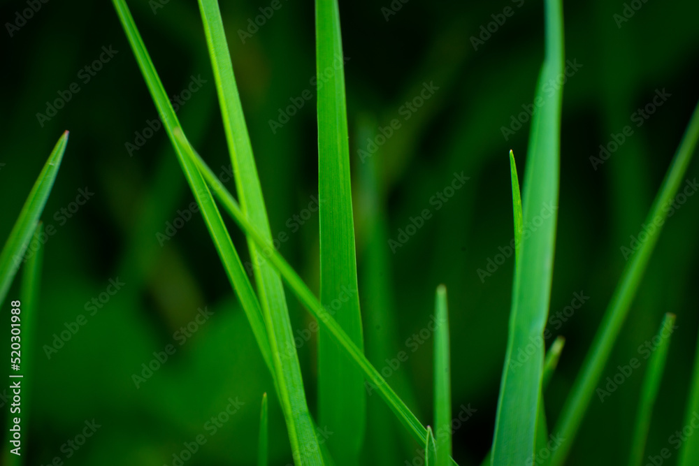 green grass background green grass background