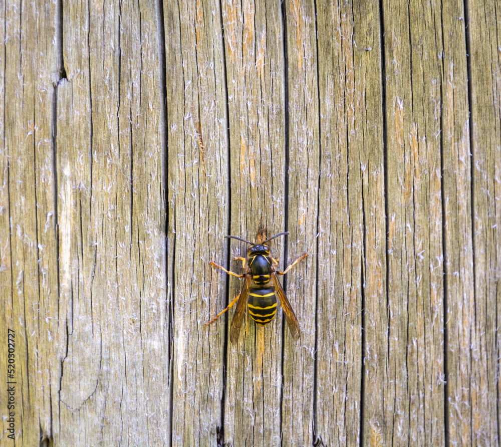 close up of a wasp eating wood from a garden table. polistes gallicus close up of a wasp eating wood from a garden table. polistes gallicus