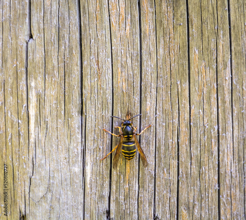 close up of a wasp eating wood from a garden table. polistes gallicus photo