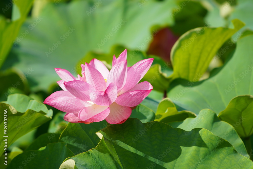 日本の東京　上野の不忍池に咲くピンク色の蓮の花