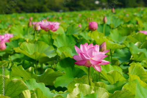 日本の東京　上野の不忍池に咲くピンク色の蓮の花 © K.Douzin