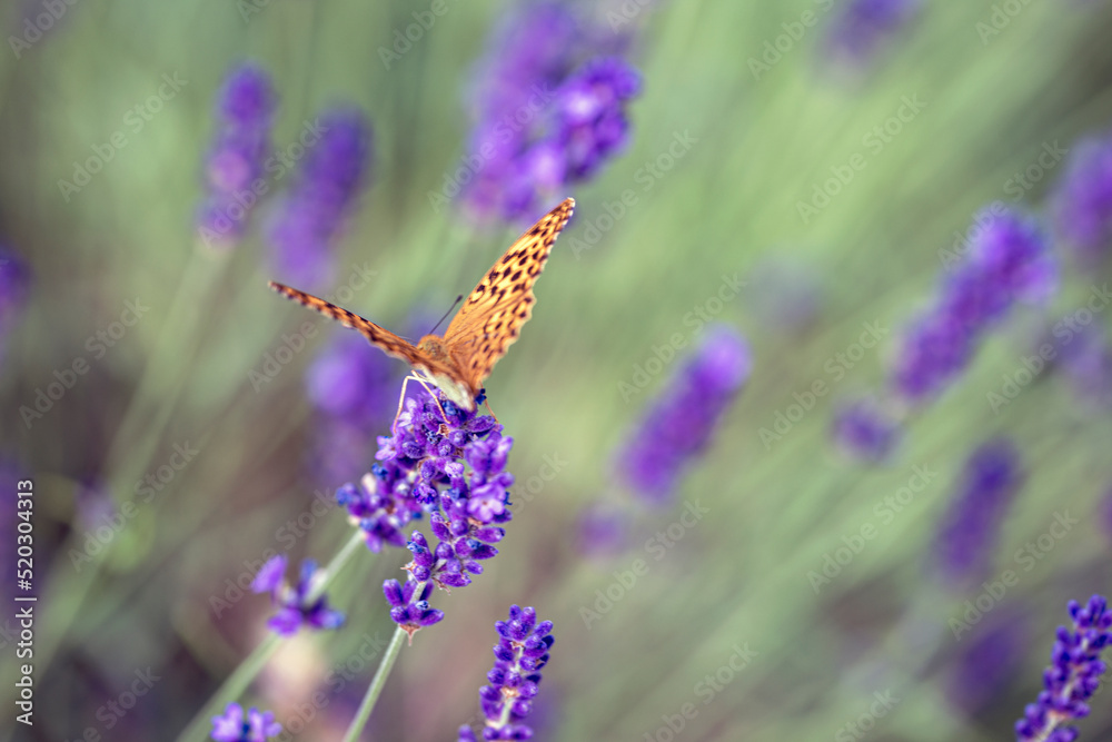butterfly on lavender, nacka,stockholm,sweden,sverige butterfly on lavender, nacka,stockholm,sweden,sverige
