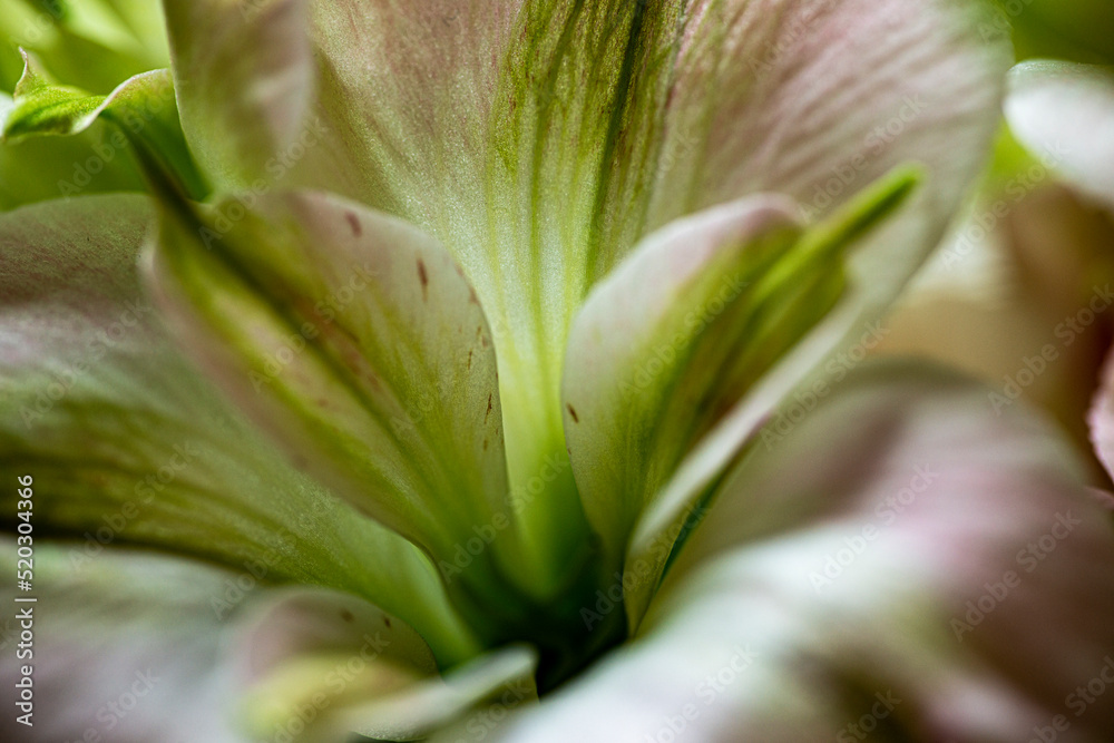 close up of a flower, nacka,stockholm,sweden,sverige