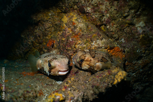 A friendly couple of puffer fish