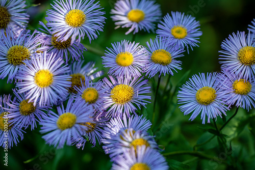 daisies in the garden  nacka stockholm sweden sverige