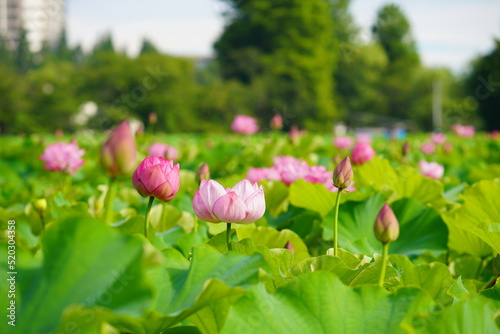 Foto 日本の東京　上野の不忍池に咲くピンク色の蓮の花