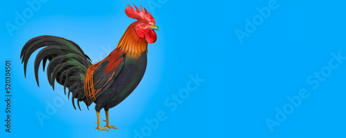 Canvastavla 3d illustration of Brown-Red Domestic Rooster on color background HD