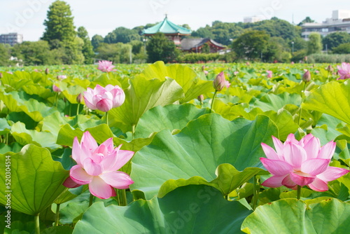 日本の東京　上野の不忍池に咲くピンク色の蓮の花