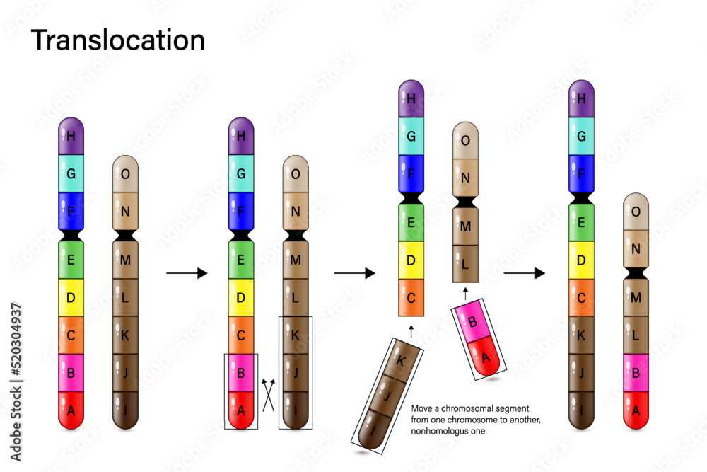 Duplication mutation