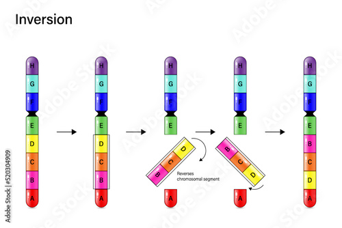 Chromosome Inversion. Genetic mutation. Alteration of chromosome structure. Vector for scientific study and biological genetics. photo