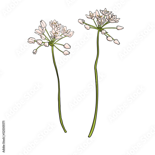 flower of neapolitan garlic, Allium neapolitanum, vector drawing wild plant isolated at white background , hand drawn botanical illustration