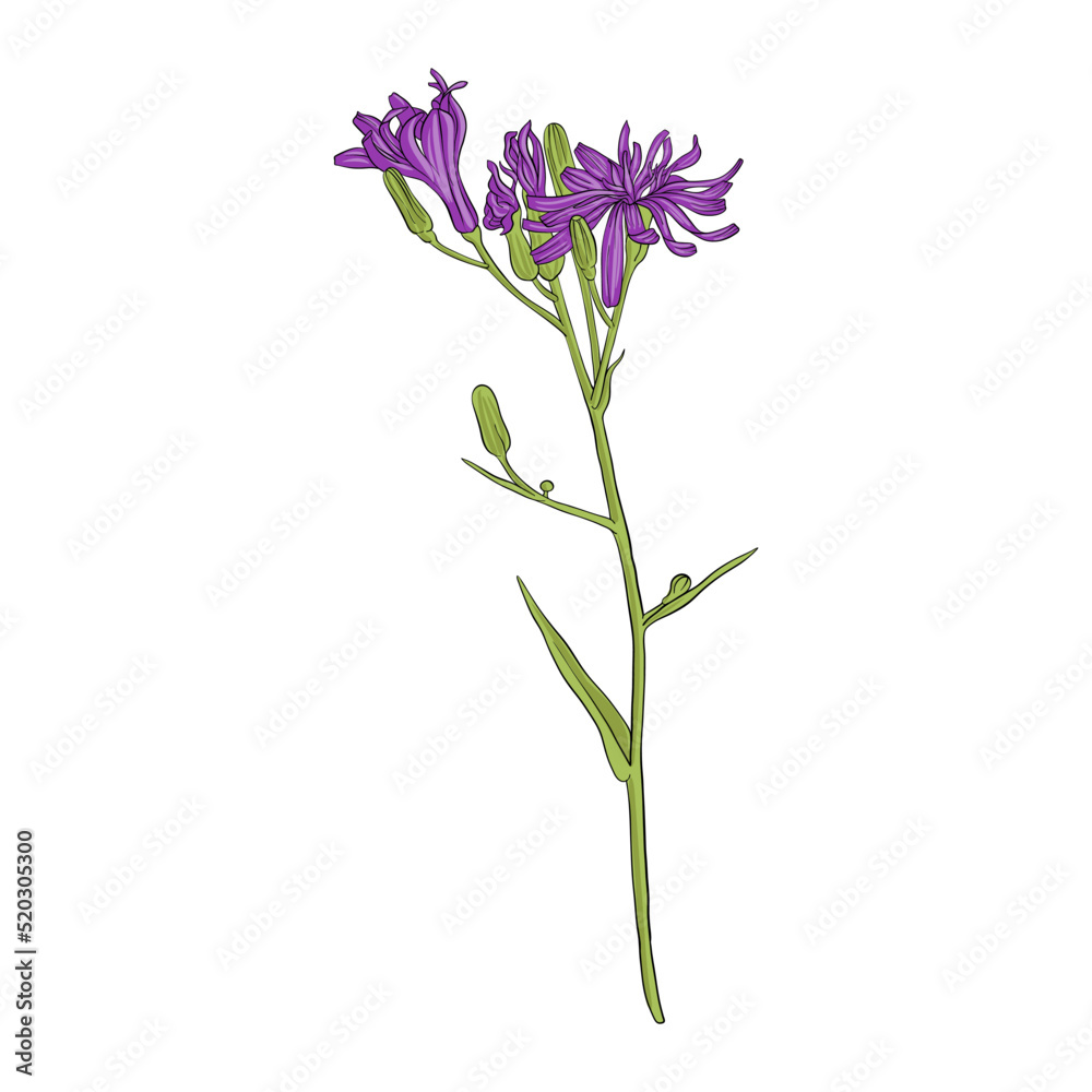 flower of wild lettuce, Lactuca, vector drawing wild plant isolated at white background , hand drawn botanical illustration