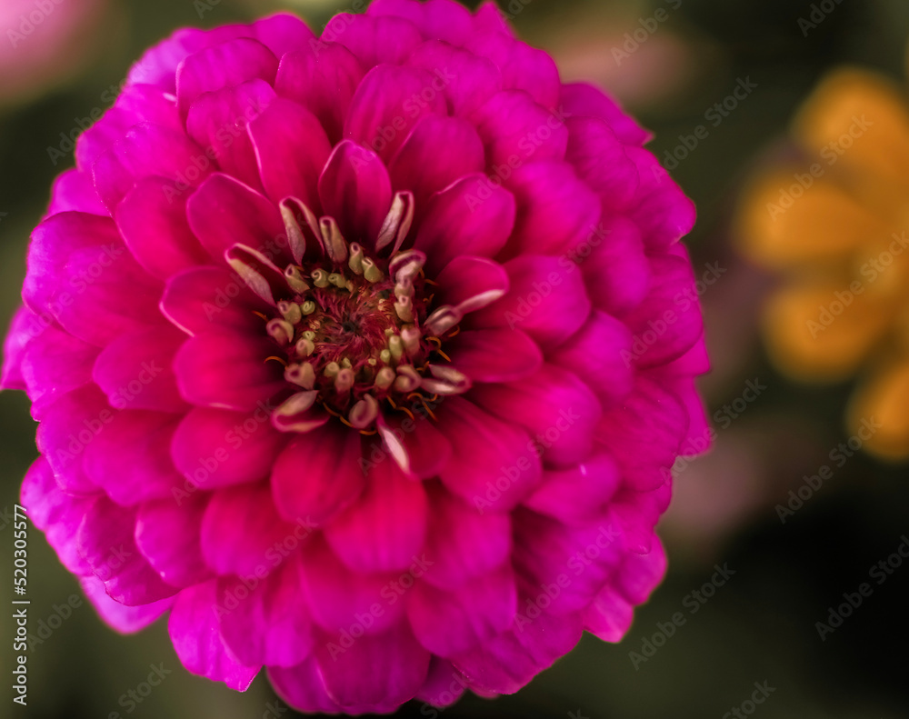 A Common Zinnia bloom  . Pink