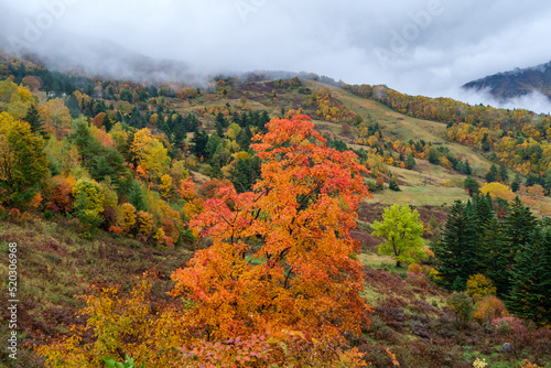 山田牧場の紅葉 photo