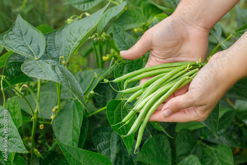 hands holding heap of picked green beans on vegetable garden