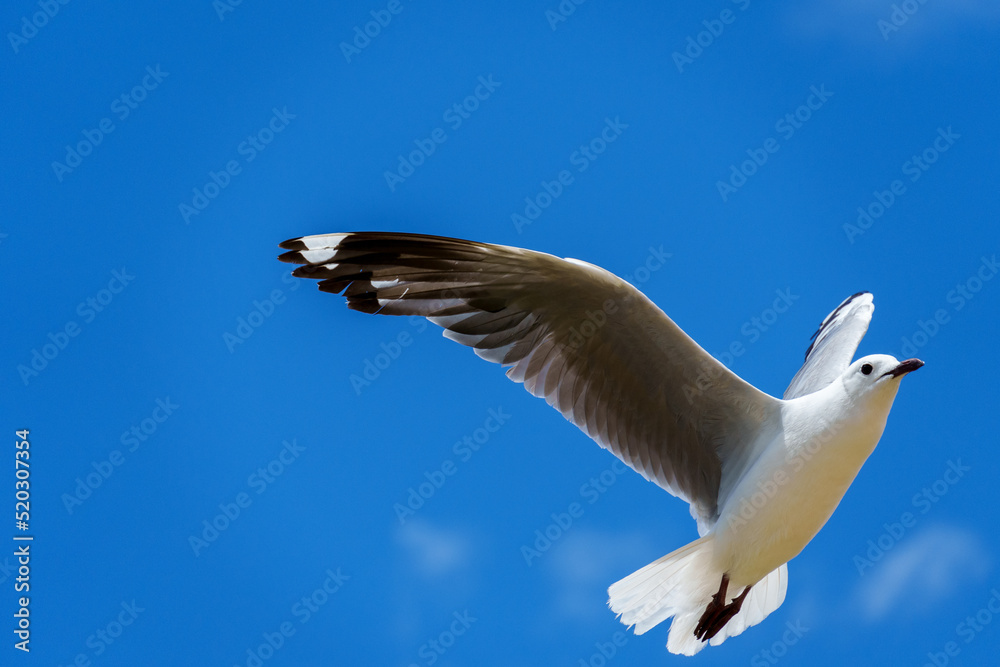Hartlaub's gull or king gull (Chroicocephalus hartlaubii) in flight. Kleinmond, Whale Coast, Overberg, Western Cape, South Africa. Hartlaub's gull or king gull (Chroicocephalus hartlaubii) in flight. Kleinmond, Whale Coast, Overberg, Western Cape, South Africa.