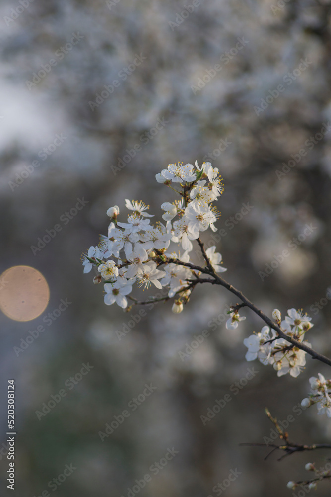spring blossom in spring spring blossom in spring