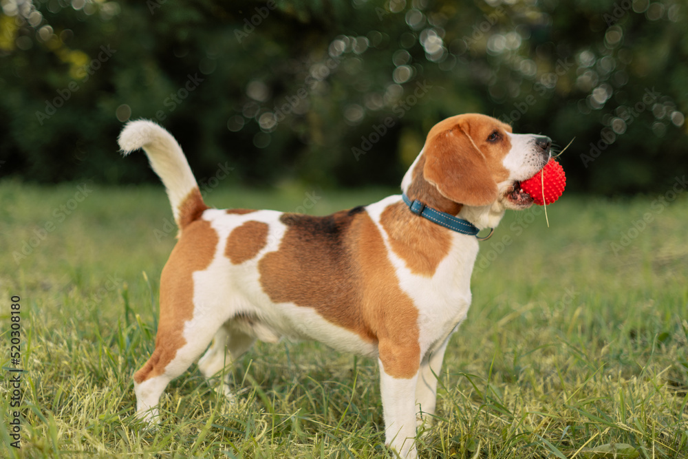 Happy dog with red ball in mouth standing on grass, side view