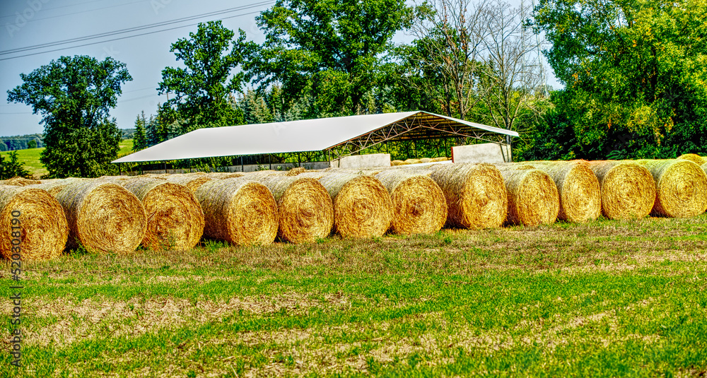 Rolled hay in farmland