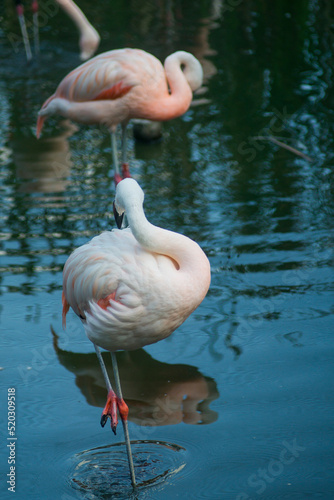 pink flamingo in water