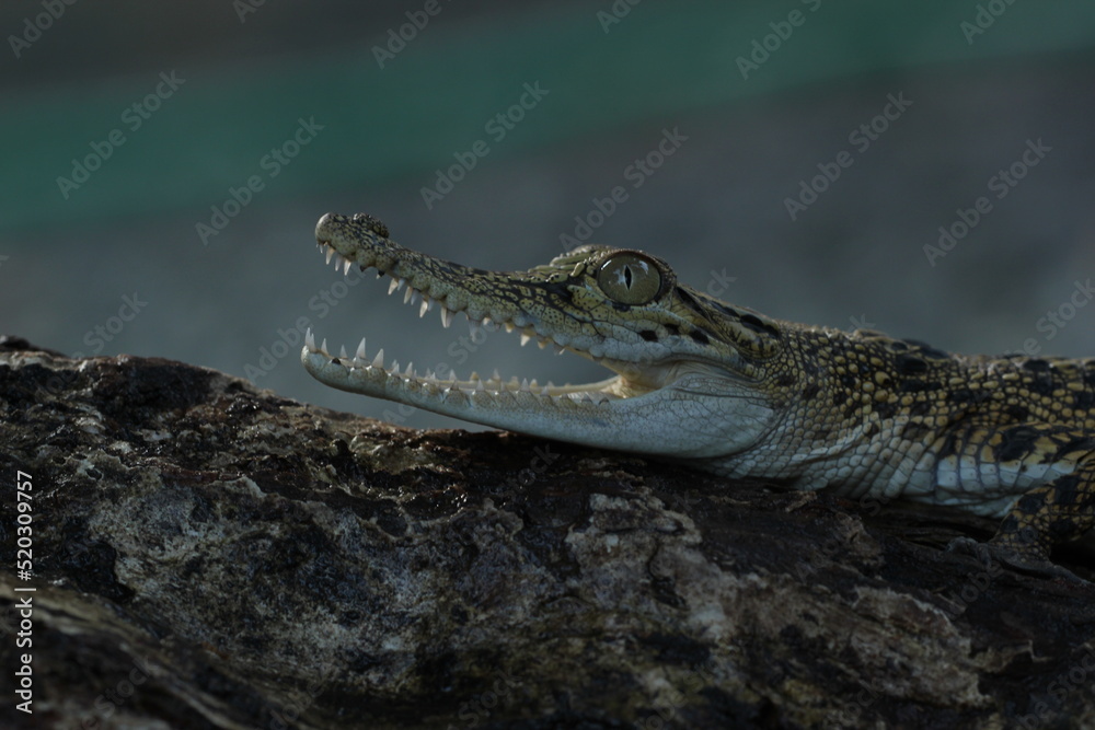 Fototapeta premium a crocodile sunbathing and its mouth is open