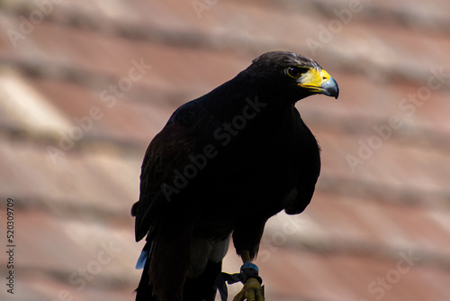 portrait of a eagle