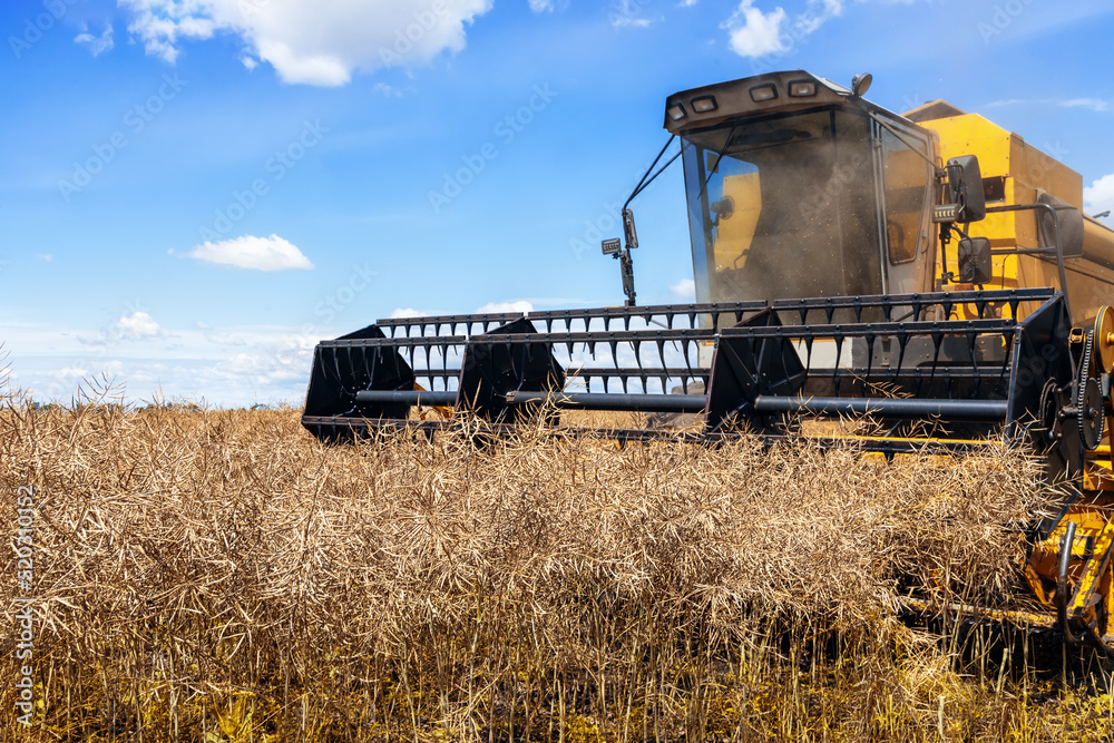 Fototapeta premium combine harvester cutting ripe rapeseed pods on field