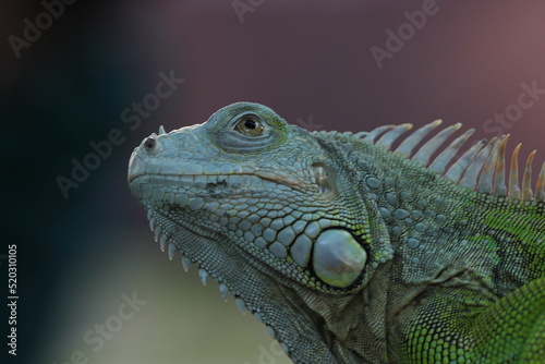 beautiful closeup iguana face on pink background