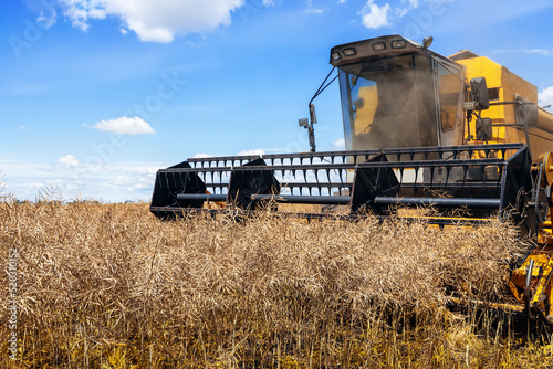 combine harvester cutting ripe rapeseed pods on field