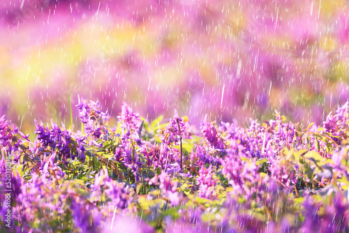 spring wild flowers rain drops abstract background © kichigin19