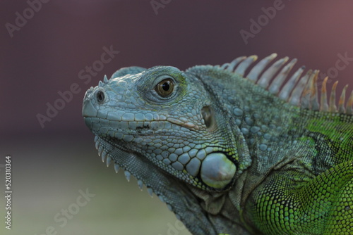 beautiful closeup iguana face on pink background © ridho