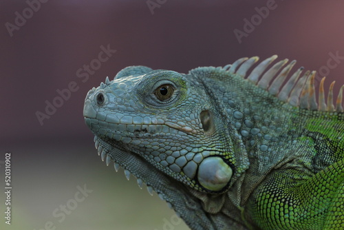 beautiful closeup iguana face on pink background