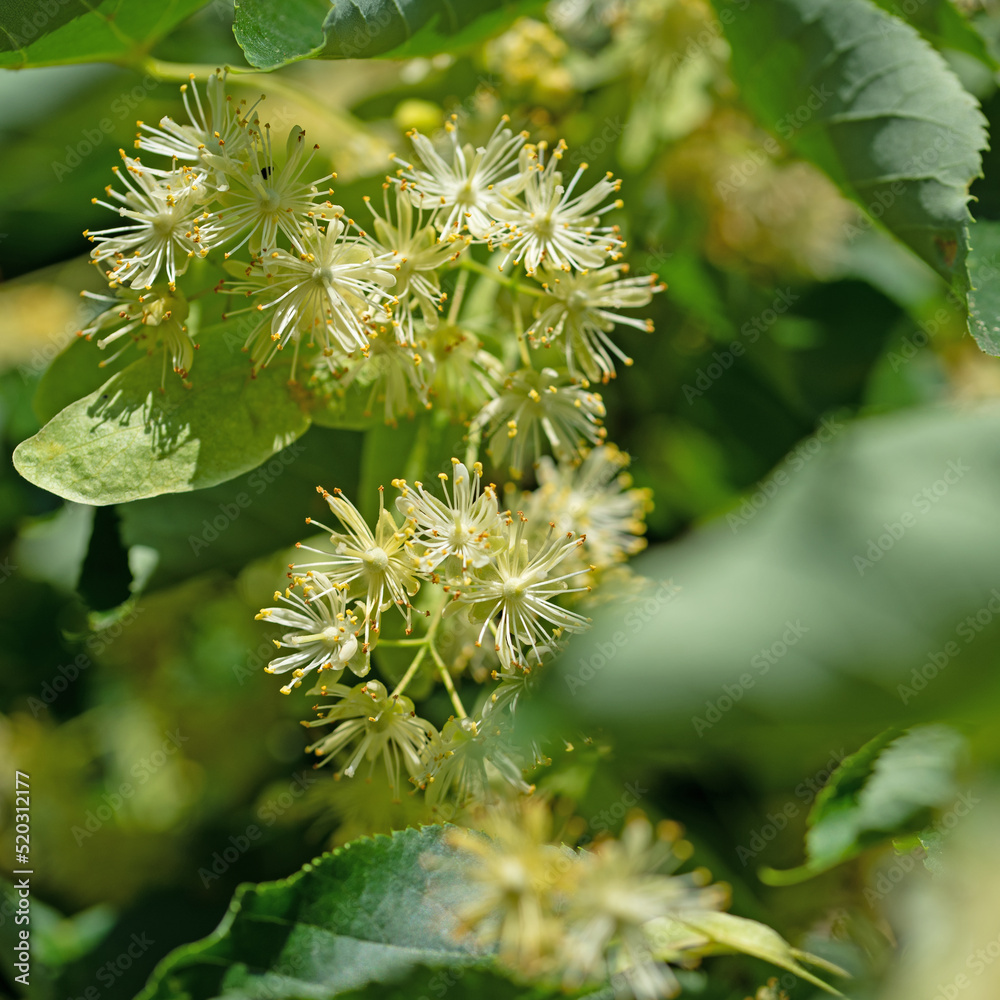 Blühende Winterlinde, Tilia cordata Blühende Winterlinde, Tilia cordata